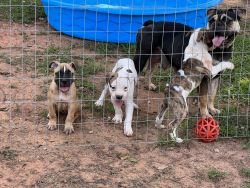 Registered Old English bulldogge puppies for sale