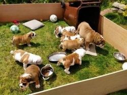 English Bulldog Puppies for sale.