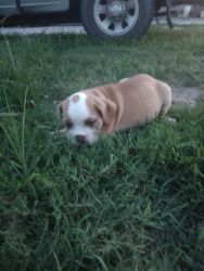 Only 2 females English puppies left