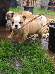 English Bulldog puppies for sale.