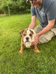 English Bulldogs for saled
