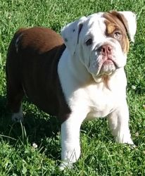 AKC english bulldog puppies available ready for pickup we have all col