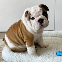 Adorable and cute english french bulldog puppy for sale