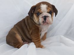 LOWERED PRICE! This English Bulldog is a big baby