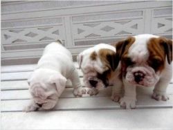 SWEET Bulldog puppies for sale