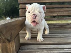 Healthy Male English Bulldogs for Sale