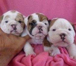 Premier Bulldog puppies for sale