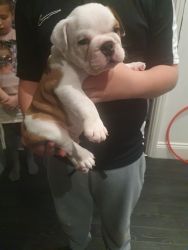 Chunky red and white bulldog puppies for sale