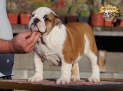 Purebred puppies from top European bloodlines