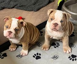 English bulldog puppies for adoption