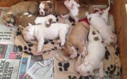 English bulldog puppies KC registered