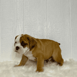 Ezra - English Bulldog Puppy