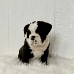 Eden - English Bulldog Puppy for Sale