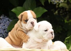 Two beautiful English bulldog puppies