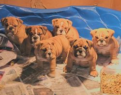 9wk old English Bulldog puppies ready for their forever homes