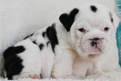 Chaotic English Bulldog Puppies for sale