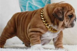 Knightly English Bulldog Puppies for sale