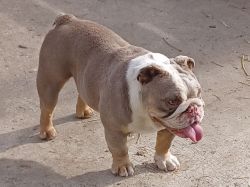 14 Month Old English Bulldog For Sale