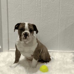 Everett - Merle Colored English Bulldog Puppy