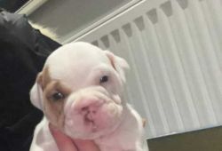 Bulldog puppies looking for their forever homes