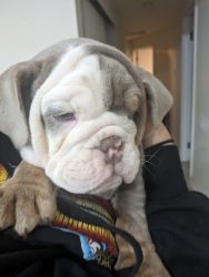 English bulldog looking for there forever home