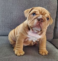 English Bulldog Puppies For Adoption