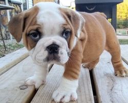 Available Lovely English Bulldog Puppies