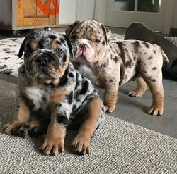 Available Lovely English Bulldog Puppies
