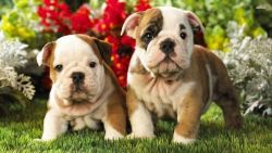 Classy and Astunishing English bulldog puppies