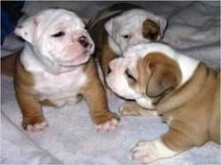 British bulldog pups for sale