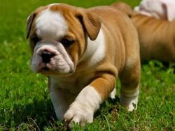 Affectionate English Bulldog Puppies Available.