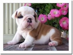 Charming English Bulldog Puppies For Adoption