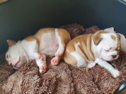 English bulldog puppies looking for a home.