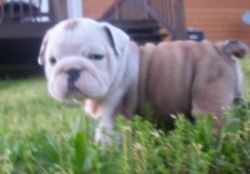 Excellent Affordable English Bulldog