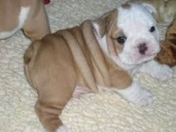 English and french bulldog puppies for sale