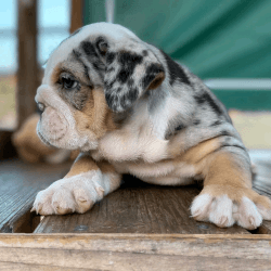 English Bulldog Pup