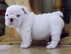 Male and female English bulldogs for adoption