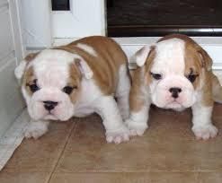 needed a bull dog puppy contact