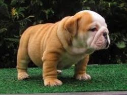 English Bulldog Puppies Available For New Homes