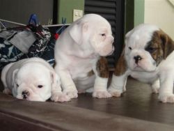 adorable english bulldog puppies ready