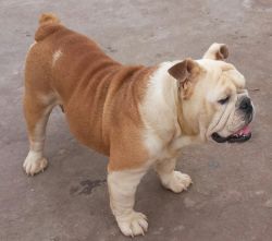 JUST MATED ADULT English BULL DOG FEMALE FOR SALE