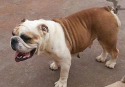 MATED ADULT English BULL DOG FEMALE FOR SALE
