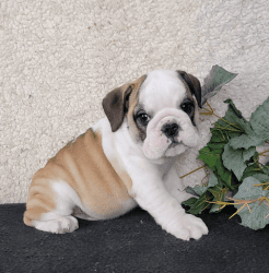 Beautiful english bulldog for adoption