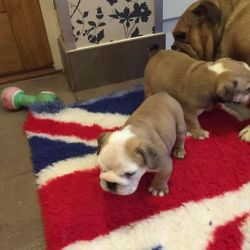 Puppies By Bulldog Of The Year Ch Kingrock Captain