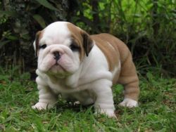 Gorgeous English Bulldog Pups (xxx) xxx-xxx9