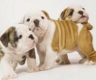 Champion English Bulldog Puppies -