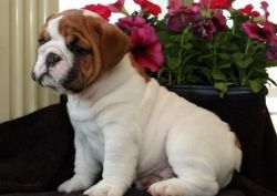 Bour english bulldog puppies for sale