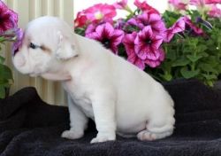 Excellent male and female english bulldog puppies