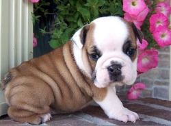 Miej english bulldog puppies for sale