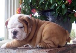 Loeie english bulldog puppies for sale